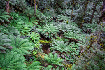 Lush green fern trees in a temperate rainforest in Victoria, Australia