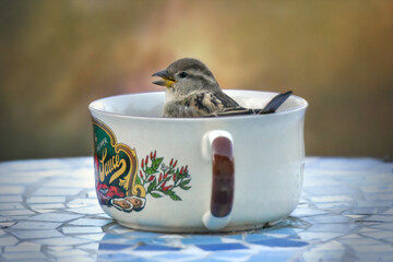 Sparrow Bird Sitting Inside Cup