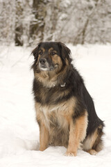 Dog in the snow