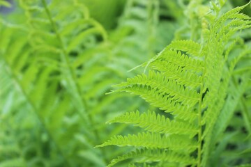 fern leaves