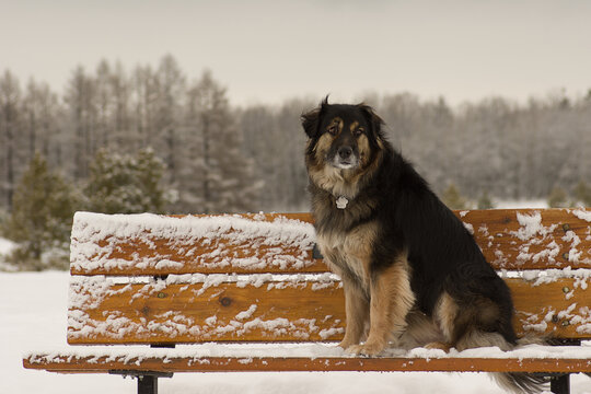 Dog on a park bench in the winter
