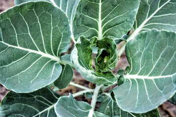 Close up of Brussel Sprout
