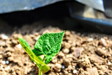 plant growing in the ground