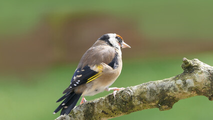 Goldfinch on a branch in woods in the uk green background