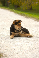 floppy-eared puppy outside