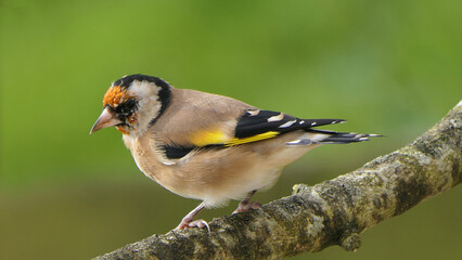 Goldfinch on a branch in woods in the uk green background