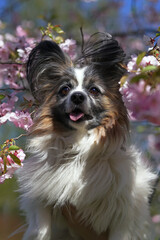 The portrait of a cute white and sable Continental Toy Spaniel (Papillon dog) posing outdoors near a pink blooming cherry tree in spring