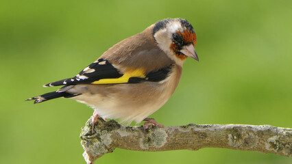 Goldfinch on a branch in woods in the uk green background