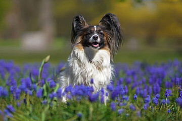 Adorable white and sable Continental Toy Spaniel (Papillon dog) posing outdoors sitting on a green grass with purple Muscari flowers in spring