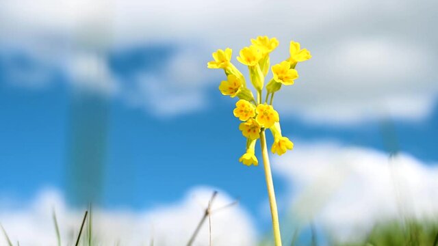 Cowslip or Primula veris. Blooming Yellow flower on meadow in spring. Oxlip.