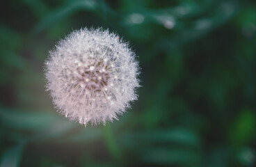 Soft focus.Dandelion at dark green background. Wish on flower. closeup, 
 natural copy space. Goodbye Summer. Hope and dreaming concept.