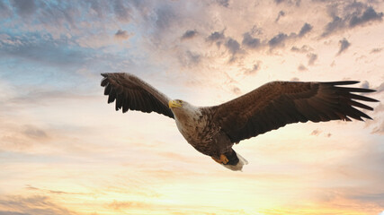 White-tailed eagle in dramatic sunset