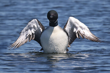 Common Loon on lake on beautiful early summer day, preening, swimming, relaxing, diving, looking for fish, but mostly doing feather maintenance including the flap in place designed for waterproofing