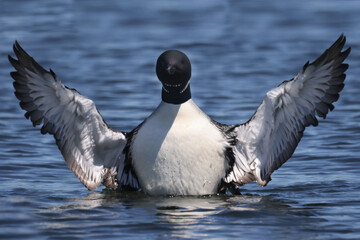Common Loon on lake on beautiful early summer day, preening, swimming, relaxing, diving, looking for fish, but mostly doing feather maintenance including the flap in place designed for waterproofing
