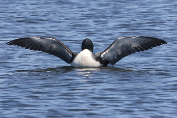 Common Loon on lake on beautiful early summer day, preening, swimming, relaxing, diving, looking for fish, but mostly doing feather maintenance including the flap in place designed for waterproofing