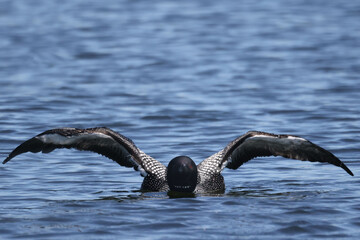 Common Loon on lake on beautiful early summer day, preening, swimming, relaxing, diving, looking for fish, but mostly doing feather maintenance including the flap in place designed for waterproofing