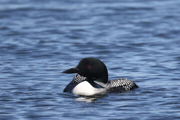 Common Loon on lake on beautiful early summer day, preening, swimming, relaxing, diving, looking for fish, but mostly doing feather maintenance including the flap in place designed for waterproofing