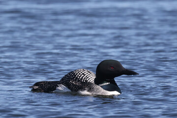 Common Loon on lake on beautiful early summer day, preening, swimming, relaxing, diving, looking for fish, but mostly doing feather maintenance including the flap in place designed for waterproofing