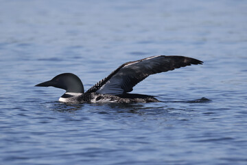 Common Loon on lake on beautiful early summer day, preening, swimming, relaxing, diving, looking for fish, but mostly doing feather maintenance including the flap in place designed for waterproofing