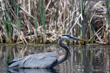 Great Blue Heron hunting fish in deep water in marsh on summer day