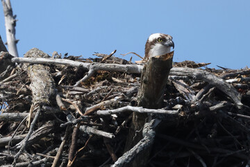Osprey hen incubating eggs in natural nest, ie. one that has not been built as a platform by man, on bright summer day
