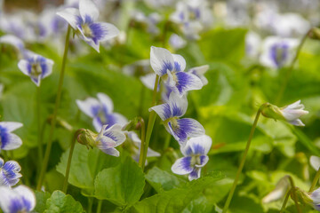 Close up of white and purple wild violets in daytime, nobody