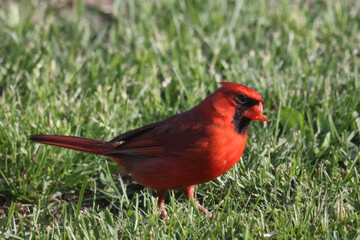 Cardinal with broken off beak but in good body condition in grass in spring evening
