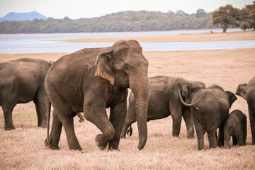 Bull Elephant in Minneriya National Park,Sri Lanka