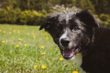 Cute Border Collie Puppy Female Smiling at the Camera on a Field of Grass