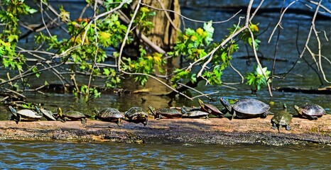 Turtles sunning on log