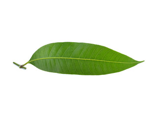 maprang leaf on a white background
