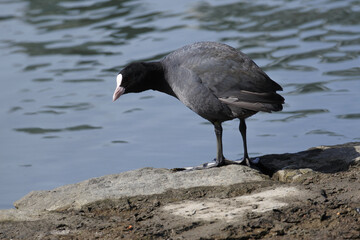Eurasian coot is standing on the rock against the background of the surface of the water.