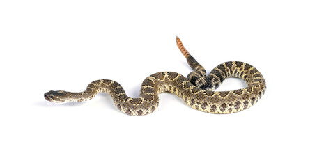 Southern Pacific Rattlesnake (Crotalus helleri). On white background. - obrazy, fototapety, plakaty