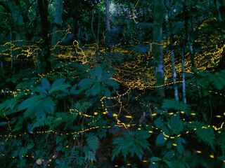 Okinawa,Japan - May 22, 2021: Glow of Yaeyama Hime fireflies at Ishigaki island, Okinawa, Japan. 

