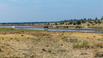 A herd of wild pinto colored horses of a pasture of Steens wilderness area