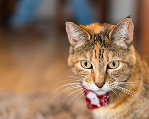 Bengal cat looking confused at the living room with a red cravat