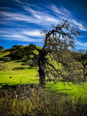 gnarly tree in the field