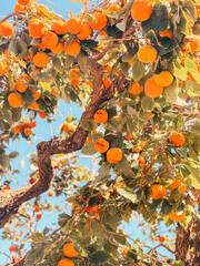 persimmon tree in autumn