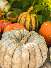 colorful pumpkins on the ground