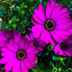 pink and purple flowers