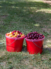 Two red buckets filled with read and white cherry berries on a green grass