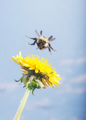 Coming in - Bumble Bee - Approaching Dandelion Flower