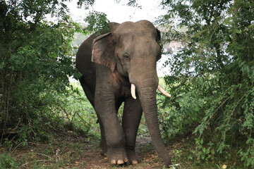 Fototapeta premium Giant tusker in Kalawewa National Park,Sri Lanka