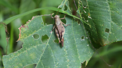 A brown grasshopper on a large leaf eaten by insects