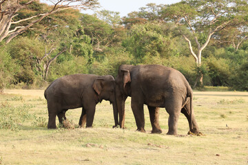 Lovely Elephant Couple in Kalawewa National Park,Sri Lanka
