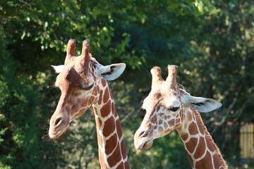 Giraff Love
