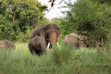Giant Tusker In Kalawewa National Park,Sri Lanka