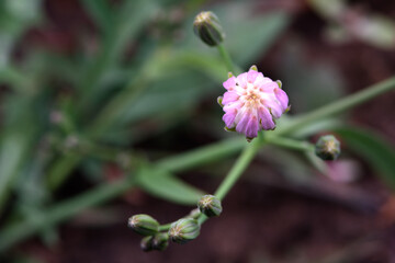 Beautiful spring-blooming close-up of cauliflower and seeds of pockmarked cabbage, a wild herb from North China