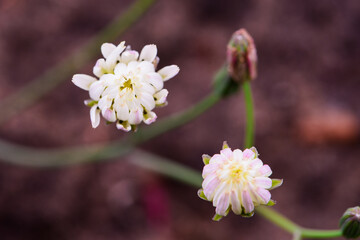 Beautiful spring-blooming close-up of cauliflower and seeds of pockmarked cabbage, a wild herb from North China