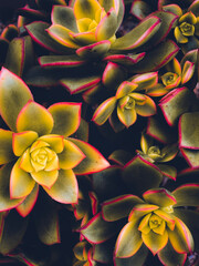 yellow and red succulents